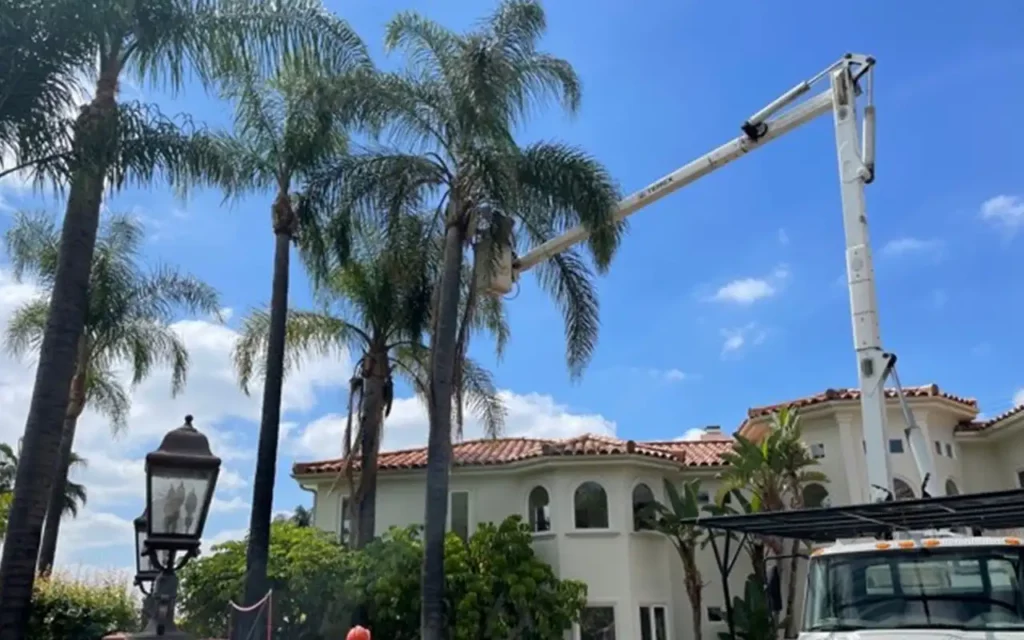 Palm tree frond service