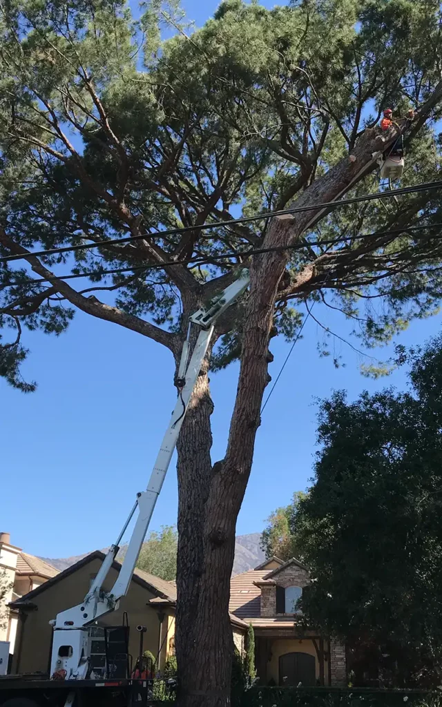 Professional arborist tree service