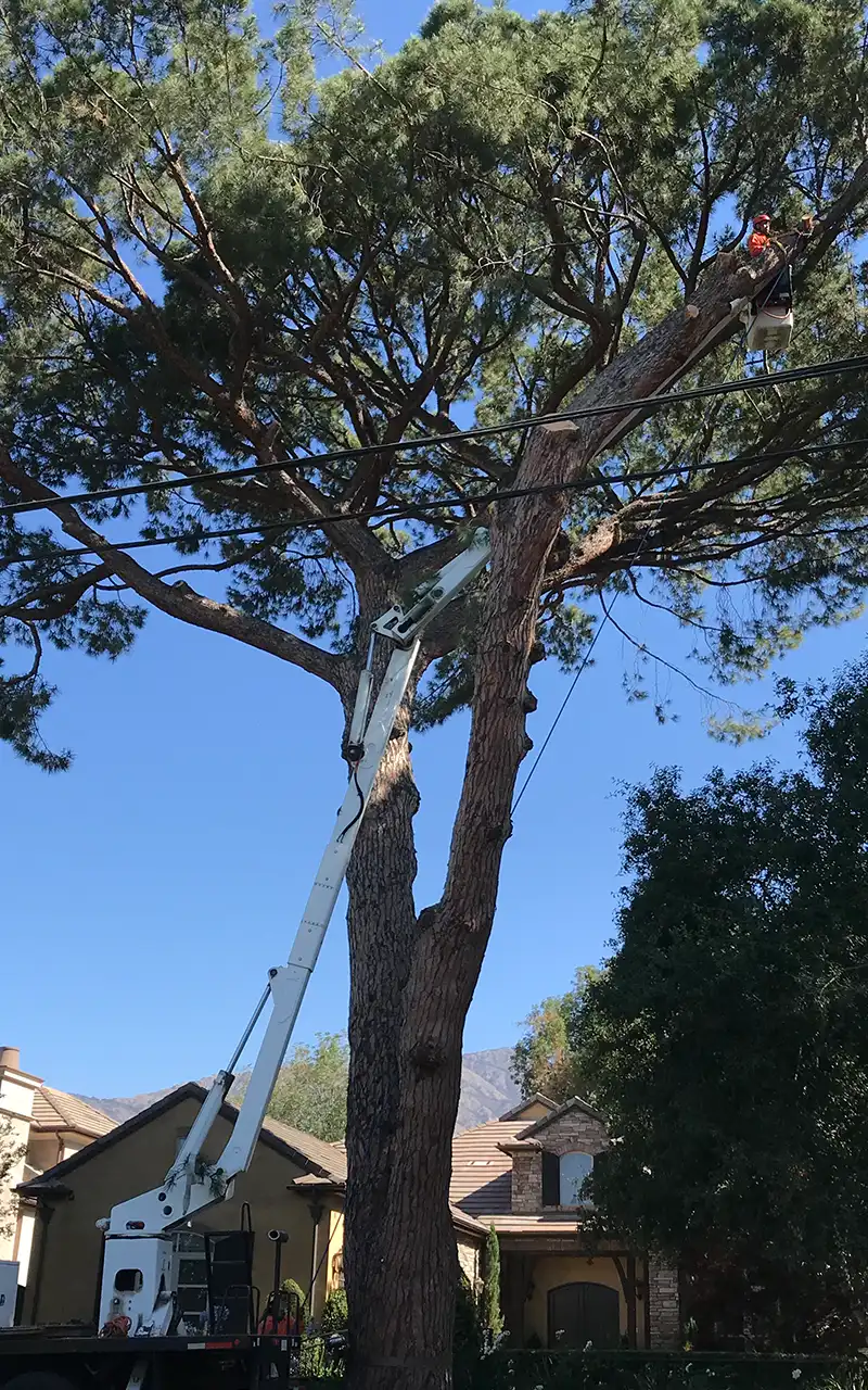 Professional arborist and tree service | Crescenta Valley Tree Service Professional arborist tree service