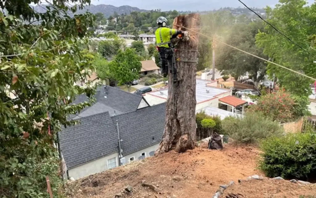 Stump grinding service