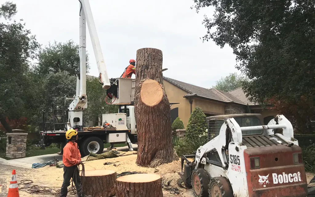 Tree removal Service