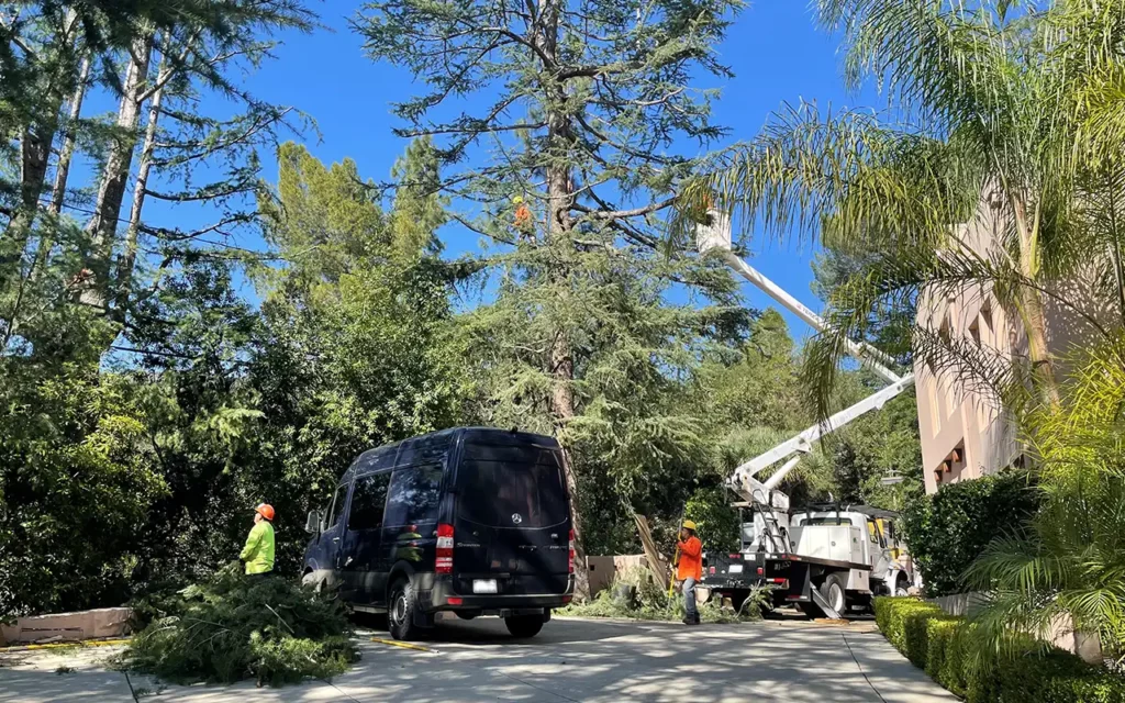 Tree trimming service