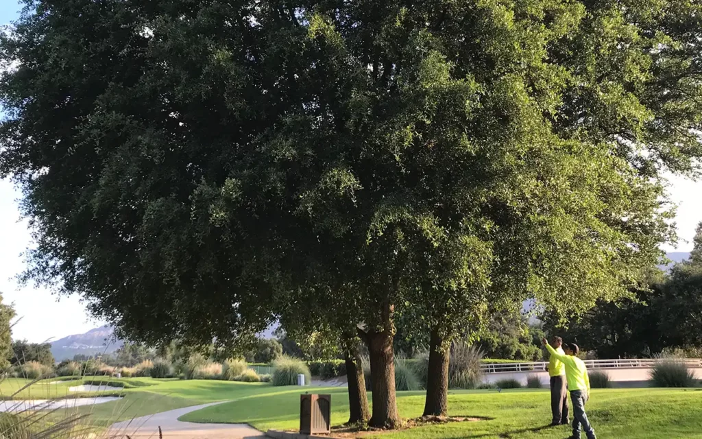 Tree trimming service