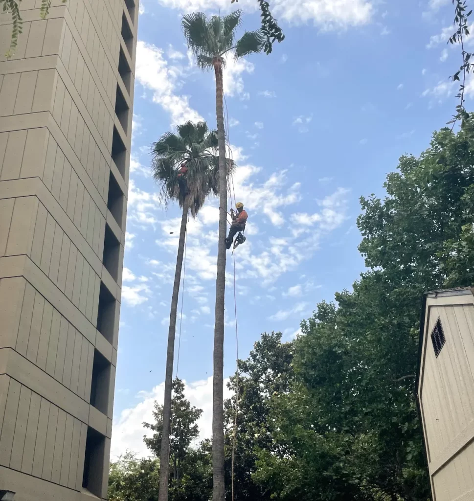 Commercial Palm Fronds Removal