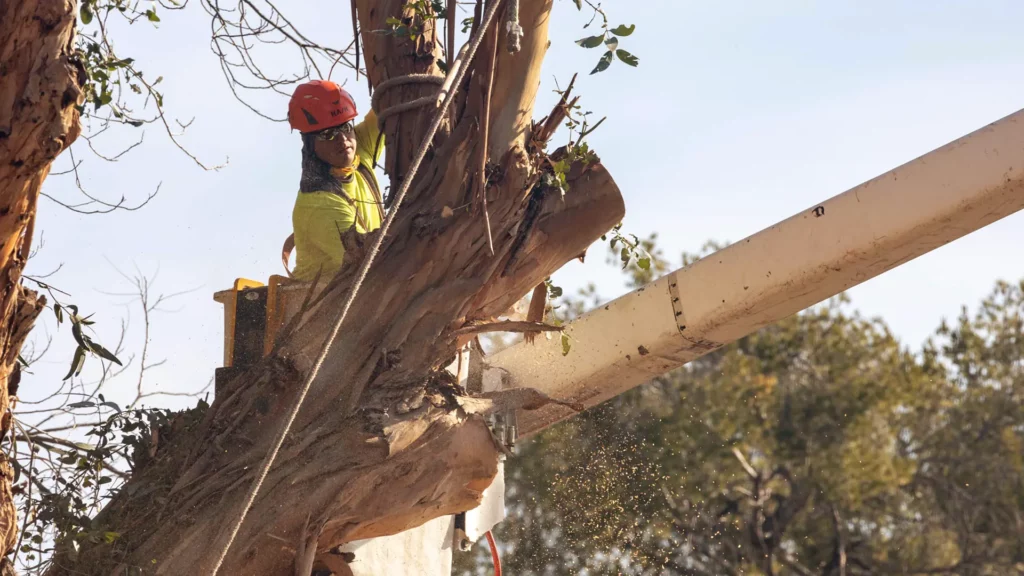 Cutting Eucalyptus tree branches glendale