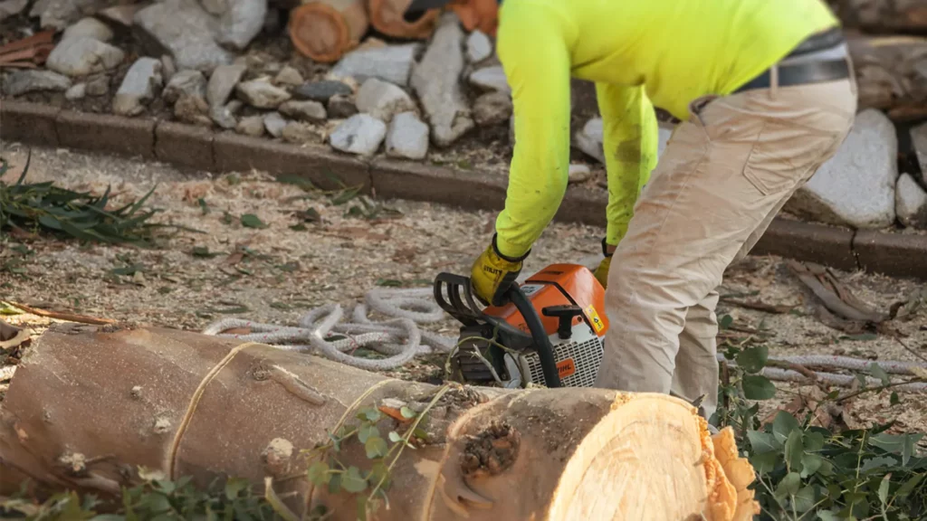 Cutting eucalyptus tree with a chainsaw in the backyard in Glendale