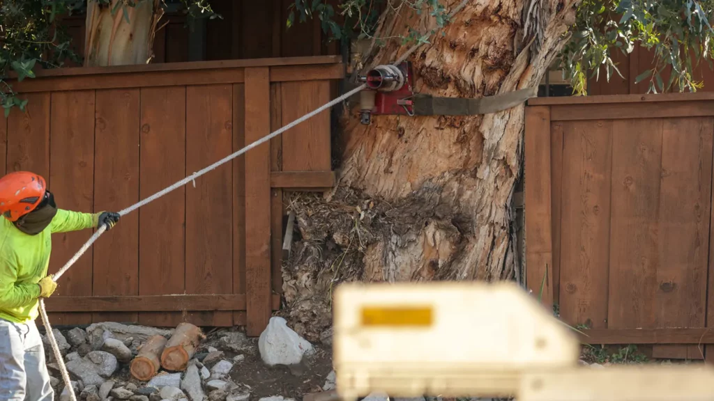 Glendale Eucalyptus tree removal next to the fence