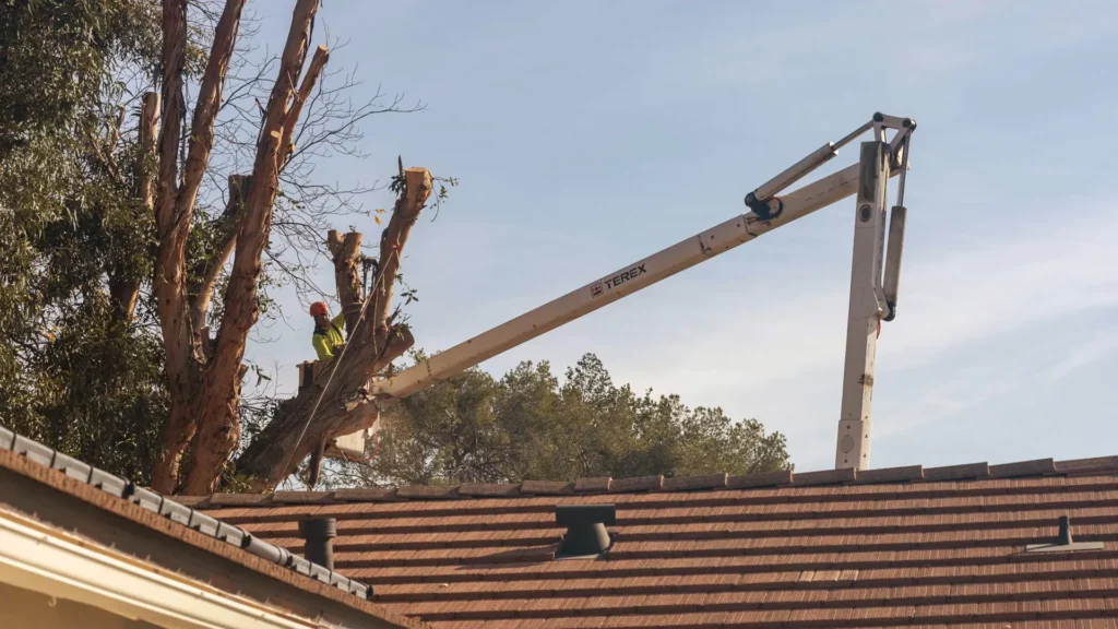 Glendale residential eucalyptus tree removal