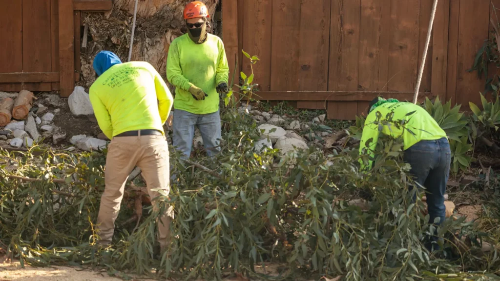 Removing eucalyptus branches from residential property in Glendale