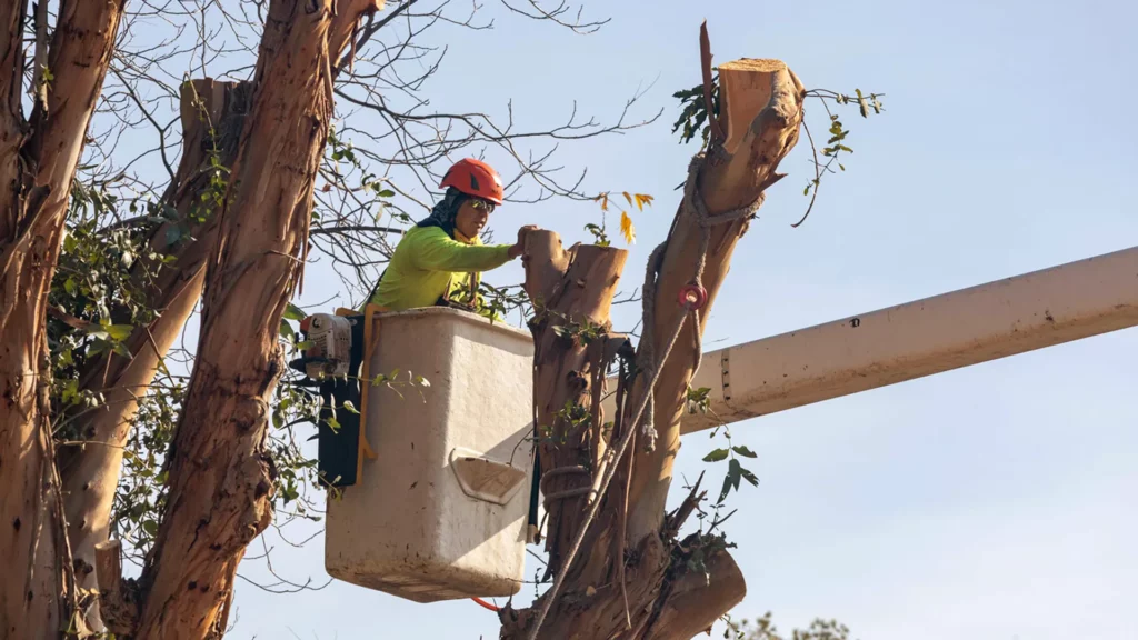 Removing eucalyptus tree branches in Glendale