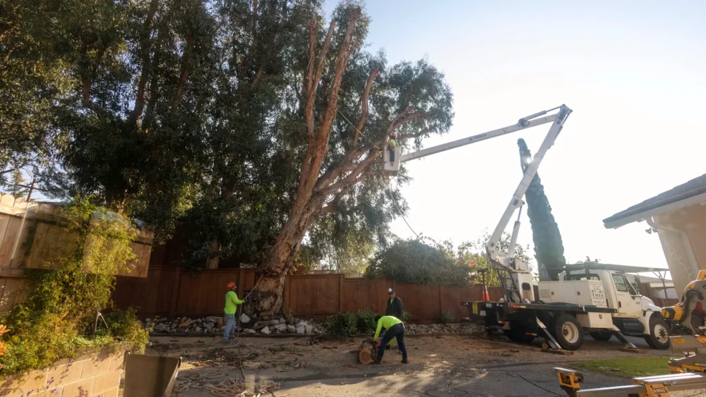 Using a boom lift to remove a eucalyptus tree in Glendale